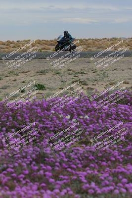media/Jan-14-2023-SoCal Trackdays (Sat) [[497694156f]]/Turn 14 Exit Bloomig (145pm)/